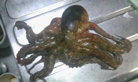 久しぶりのまあまあサイズ